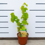 Vinič (Vitis Vinifera) ‘SEYVAL BLANC’- výška 50-70 cm, kont. C3L
